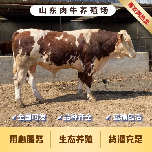 鄄城县鲁西黄牛 买牛苗联系我 厂家直销 免费送货随便挑选