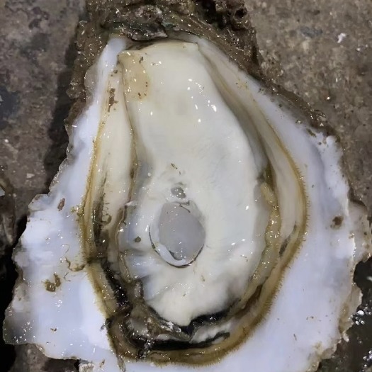 佛山长牡蛎 湛江生蚝纯净生蚝牡蛎肉海蛎子鲜活生蚝烧烤 中蚝