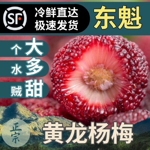 广州广州从化黄龙带东魁杨梅 新鲜采摘