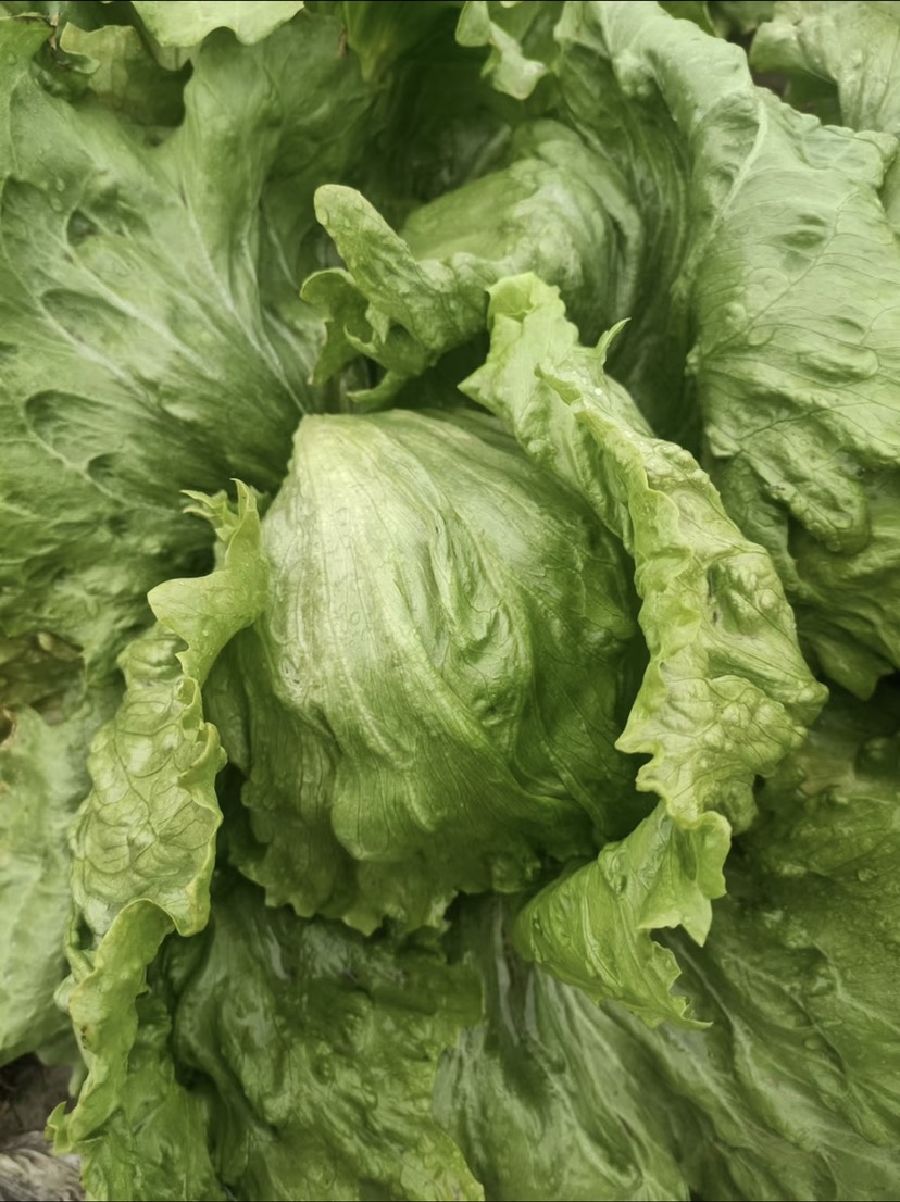 新鲜球生菜