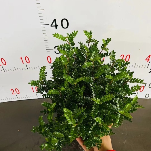 广州正宗清香胡椒木盆栽花卉室内外驱蚊草植物树苗老桩盆景九里香绿植
