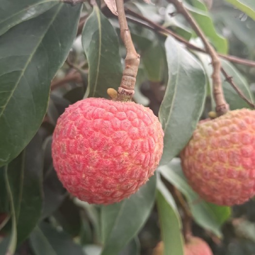 钦州妃子笑荔枝