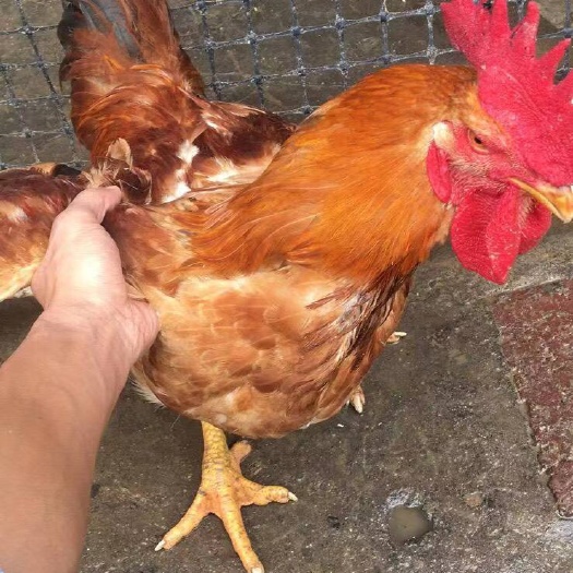 昆明脱温肉鸡，长势快，品质优良