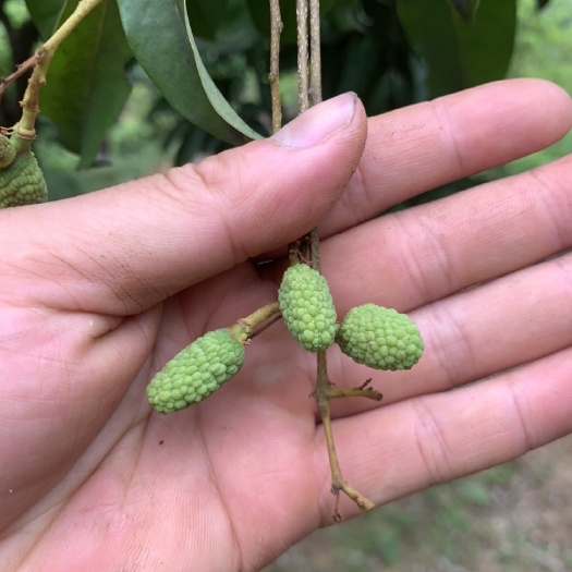 深圳广东荔枝桂味糯米糍妃子笑黑叶鹅子挂绿白糖罂