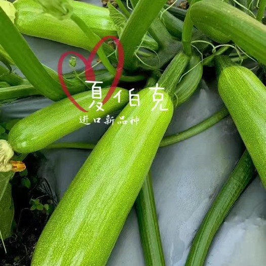 寿光市原装西葫芦种子耐高温抗病毒颜色翠绿油亮