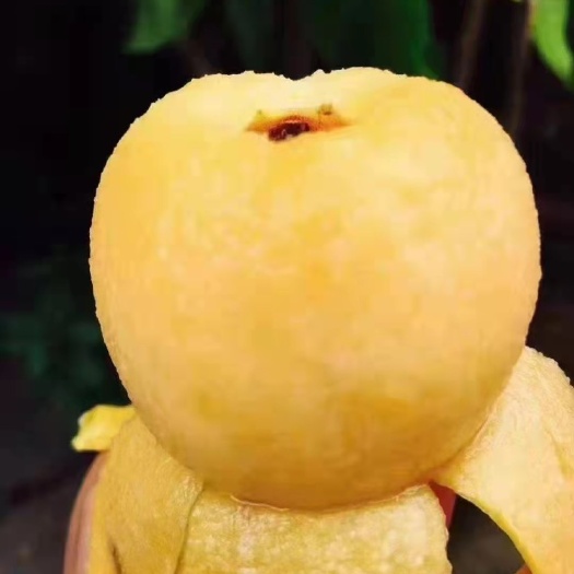 苏州苏州青种枇杷