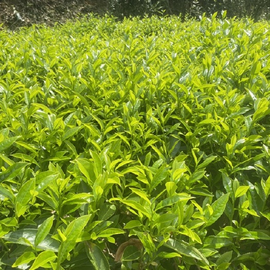 潮州凤凰高山单丛蜜兰香