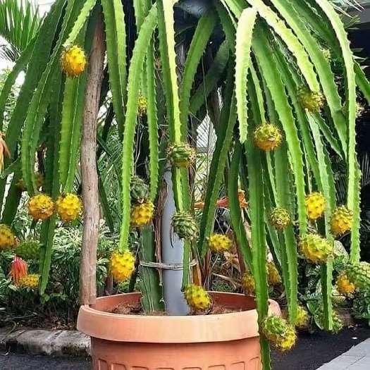 遂溪县燕窝火龙果苗 厄瓜多尔燕窝火龙果，适合南北种植，超甜