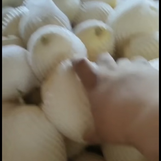 渭南临渭区 白薄皮 白兔娃 大量上市有货