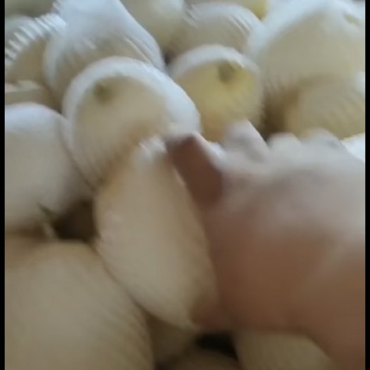 渭南渭南临渭区 白薄皮 白兔娃 大量上市有货