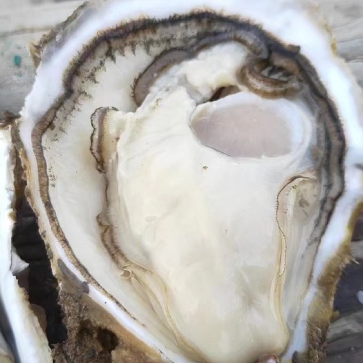 徐闻县三倍体生蚝、湛江．徐闻、1到3两