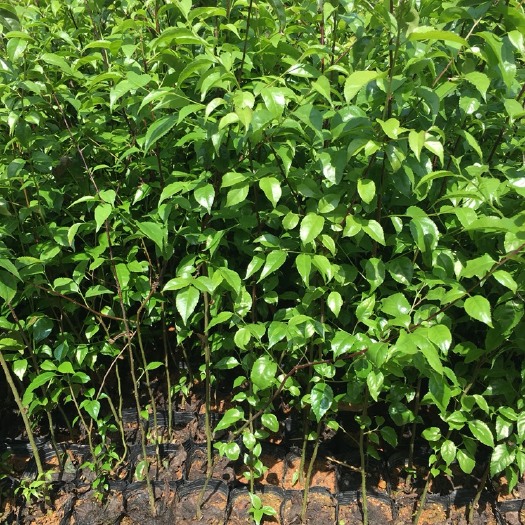肇庆岗梅根苗  露天大杯苗，送栽培技术，包回收