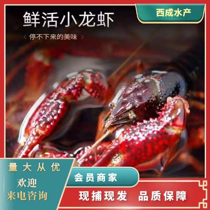 洪湖市洪湖市精品小龙虾出售，各类规格齐全，支持视频开箱验货线上担保