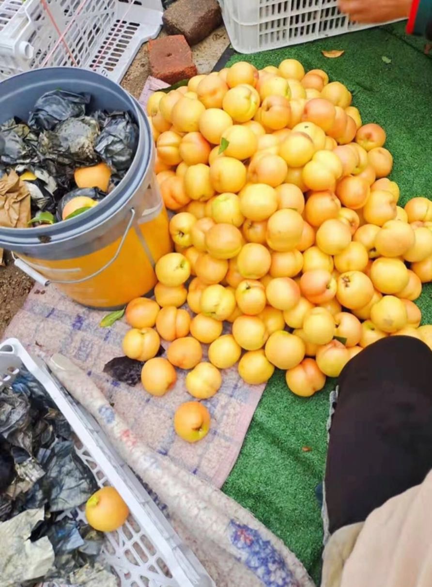 河北黄桃基地，大量油桃即将下树，量大质优