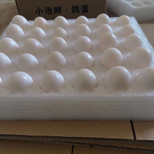 阳谷县鸽子蛋，杂粮散养，高蛋白高营养，宝妈、儿童、老人居家必备营养
