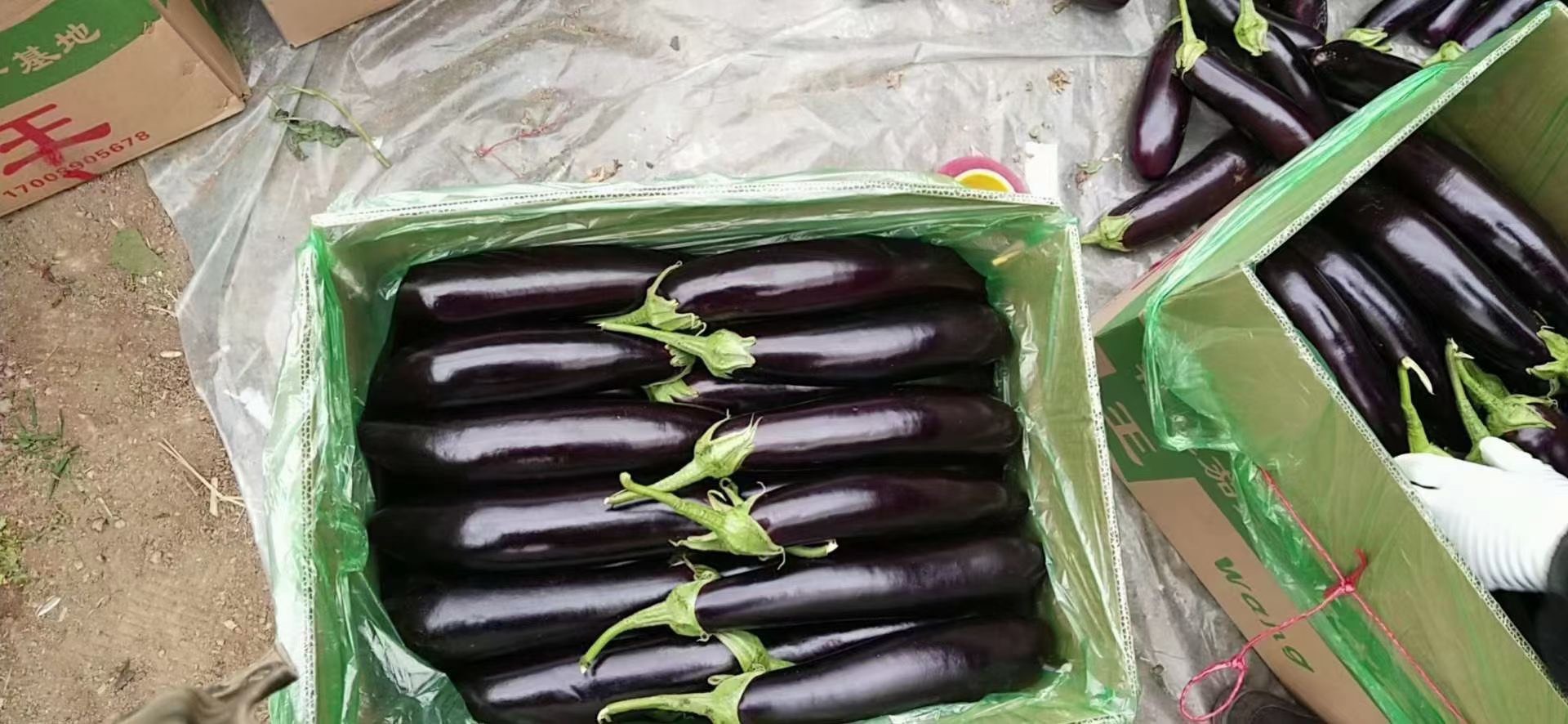 暖棚紫茄子持续大量上市中，物美价廉，欢迎采购