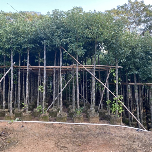 普宁市大量出售5公分-10公分的光杆樟树，货源充足，价格美丽