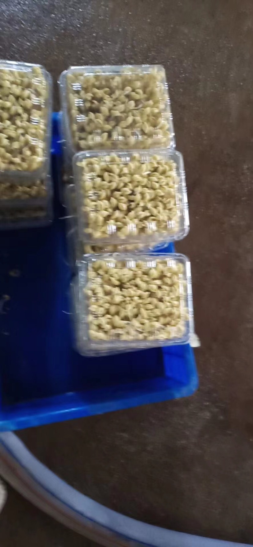 芽苗菜种植盒17.5×13.5×10.5带盖带漏水孔豆苗盒