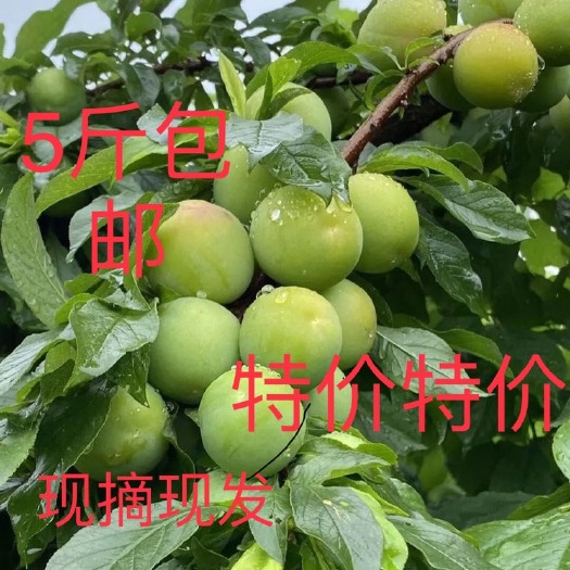 漳浦县现在现发包邮李子三月李孕妇水果