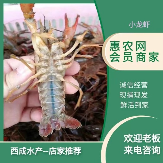洪湖市洪湖市清水小龙虾 底板干净 肉质鲜嫩饱满 批发各种规格小龙虾