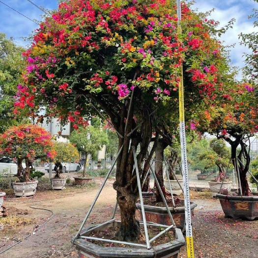 漳州造型多色三角梅 多彩色三角梅桩头批发 杂色三角梅基地三角梅老
