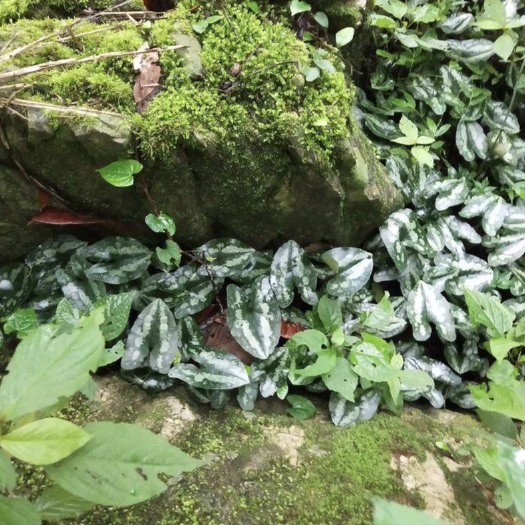 巫山细辛纯