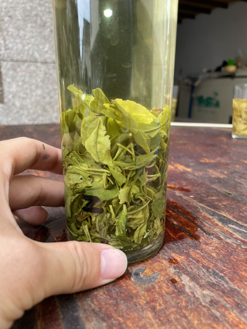 松阳香茶2022新茶叶高山云雾白茶春茶散装浓香耐泡型白茶绿茶