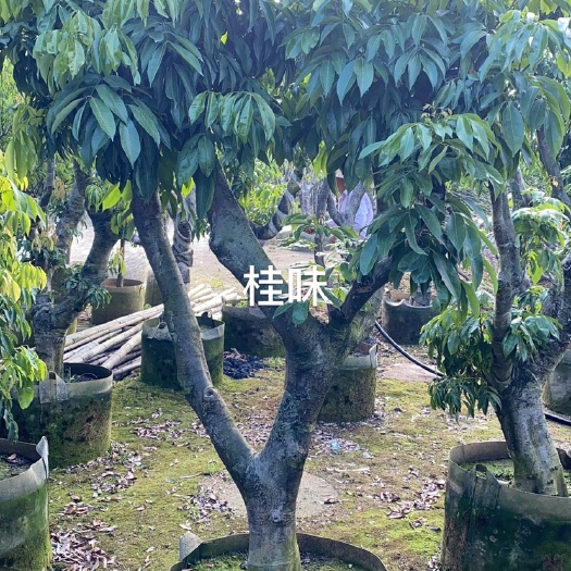 普宁市大量出售头径15-20公分嫁接荔枝苗
