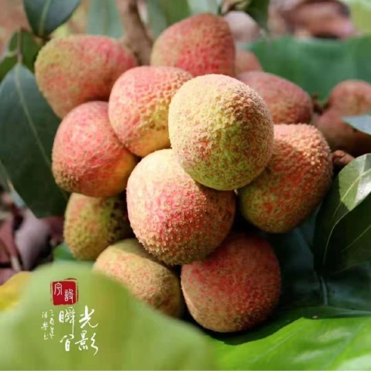 广州广东广州增城荔枝，果园直发