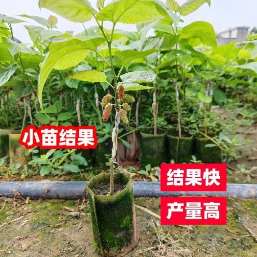 灵山县桑葚果树苗嫁接桑果苗大长果桑树养蚕果苗盆栽地栽南北方四季带果