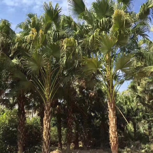高杆蒲葵价格 蒲葵供应 蒲葵批发 蒲葵基地直销
