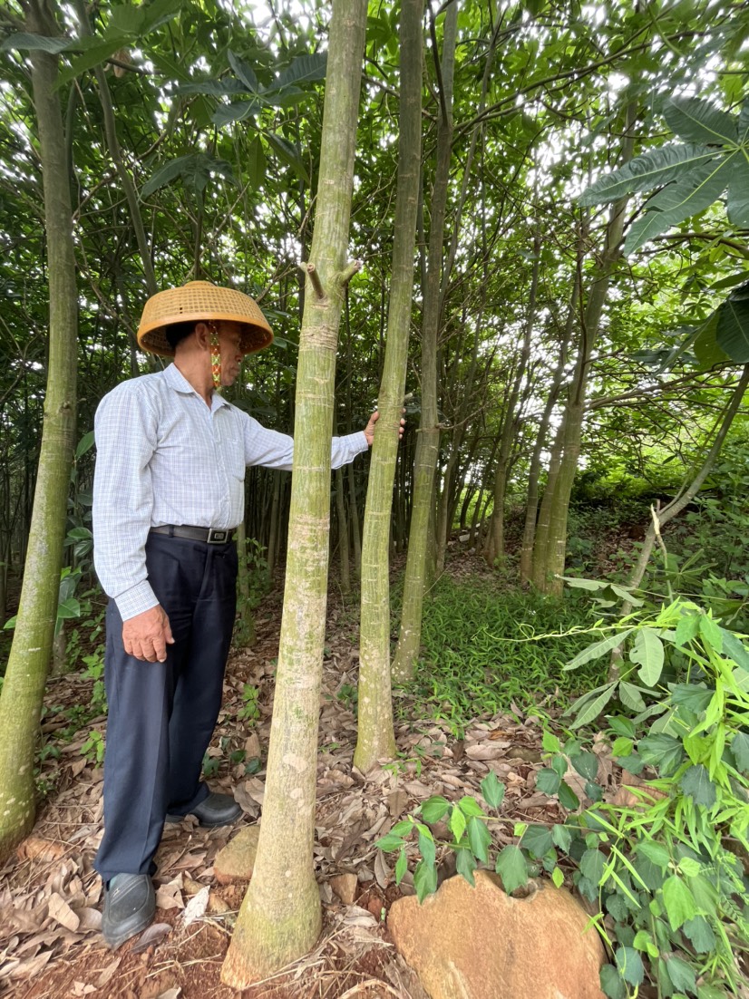 雷州市发财树，200亩种植基地，5公分以上，5年树龄，广东湛江。