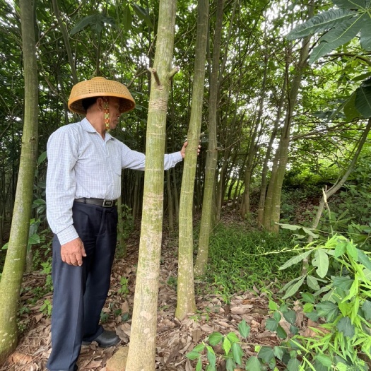 雷州市发财树，200亩种植基地，5公分以上，5年树龄，广东湛江。