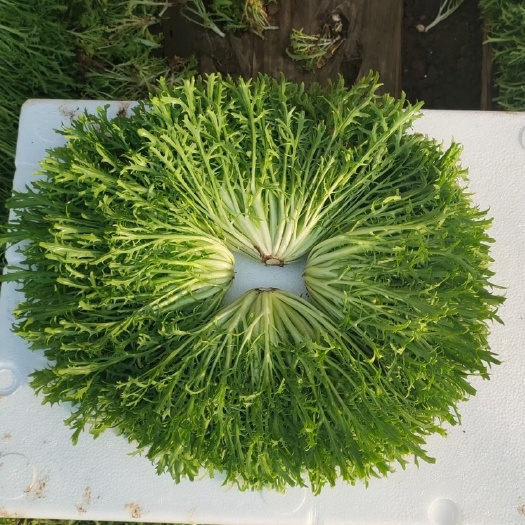 新民市苦菊