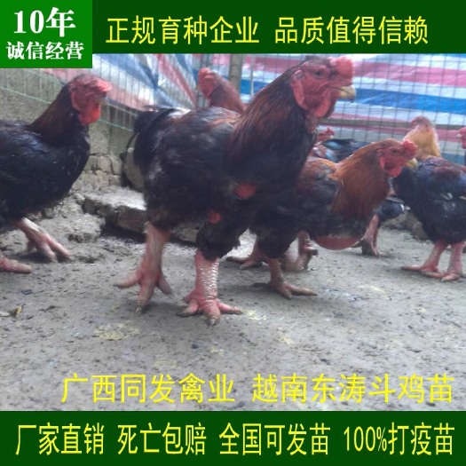 南宁纯种越南东涛鸡苗 大脚东涛鸡 纯种东涛鸡 厂家直销 全国发送