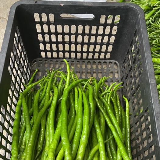腾冲市精品线椒
