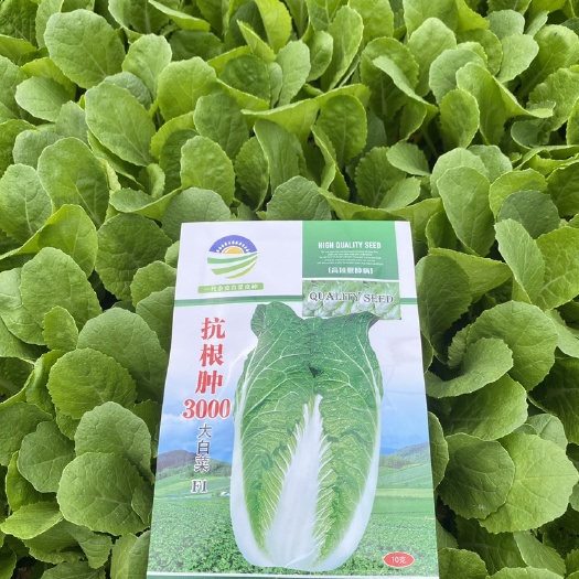 通海县白菜苗，根系好，成活率高，全国发货