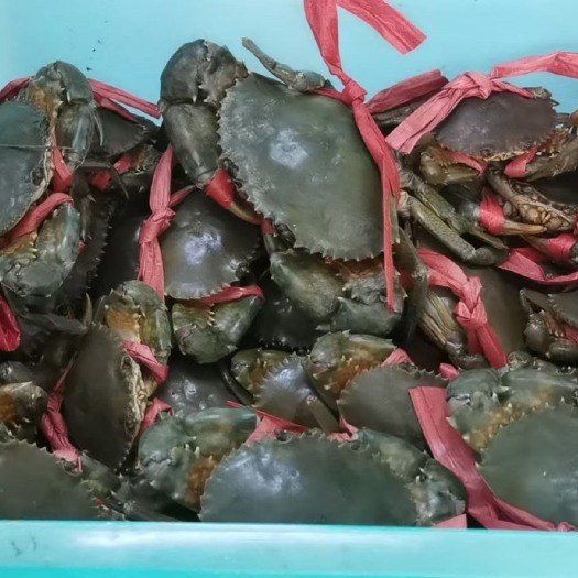 台山市广东台山青蟹，咸淡水交界，咸度7度，肉白味鲜，肉质鲜嫩，清甜