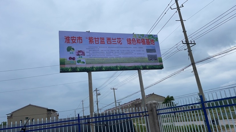 淮安紫甘蓝 长期有货 量大价优。