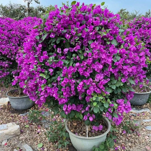 漳州紫色三角梅盆栽批发 紫花三角梅价格 红花三角梅报价