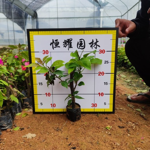 漳浦县【水红三角梅】同安红勒杜鹃5斤袋7斤袋各种规格 福建漳州基地
