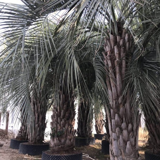 福建布迪椰子基地 布迪椰子价格 布迪椰子树供应 布迪椰子批发
