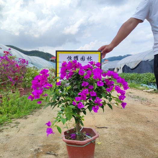 漳浦县【云南紫三角梅】5斤袋7斤袋各种规格 福建漳州基地直发