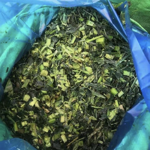 惠州玉米杆青储料，养殖价值高，成本低