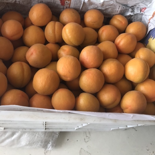 蒙阴县凯特杏