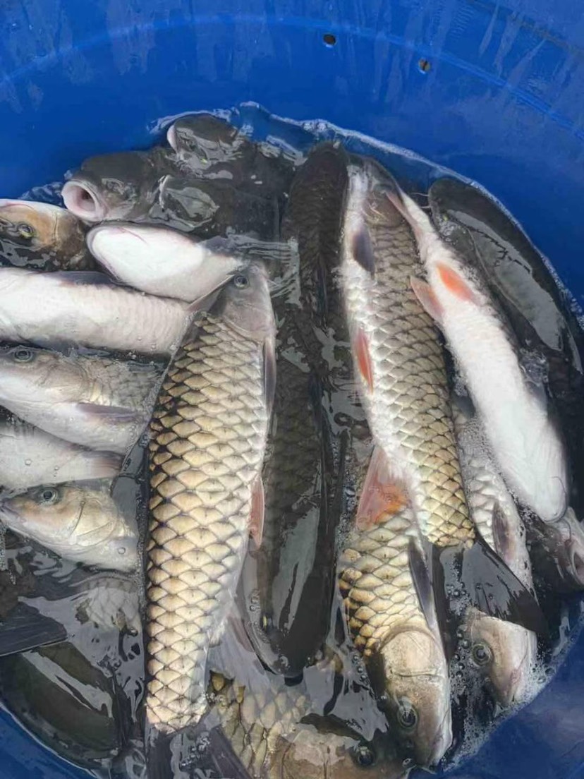 佛山大量出售各种规格军鱼，中华倒刺耙，鱼苗及成品鱼