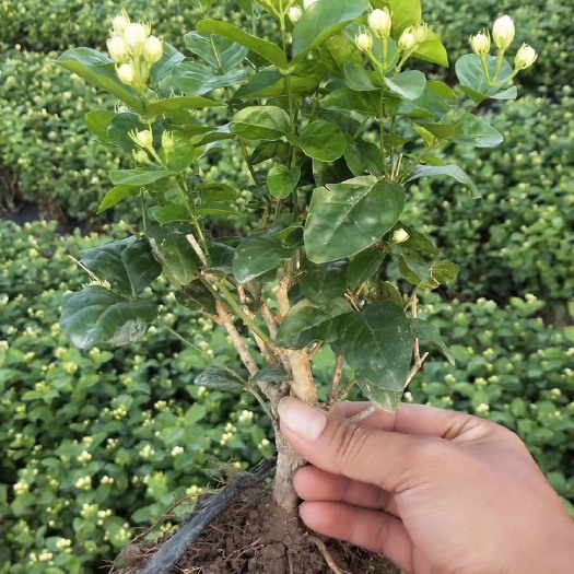 横州市【顺丰航空包邮】茉莉花3年苗