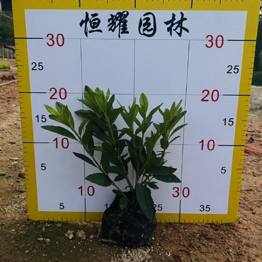 漳浦县【毛杜鹃】毛鹃5斤袋7斤袋各种规格 福建漳州基地直发
