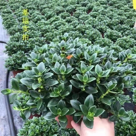 漳平市金鱼吊兰，各种规格，金鱼花，代购
