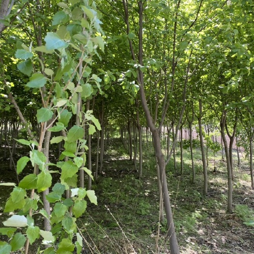 长春紫叶稠李